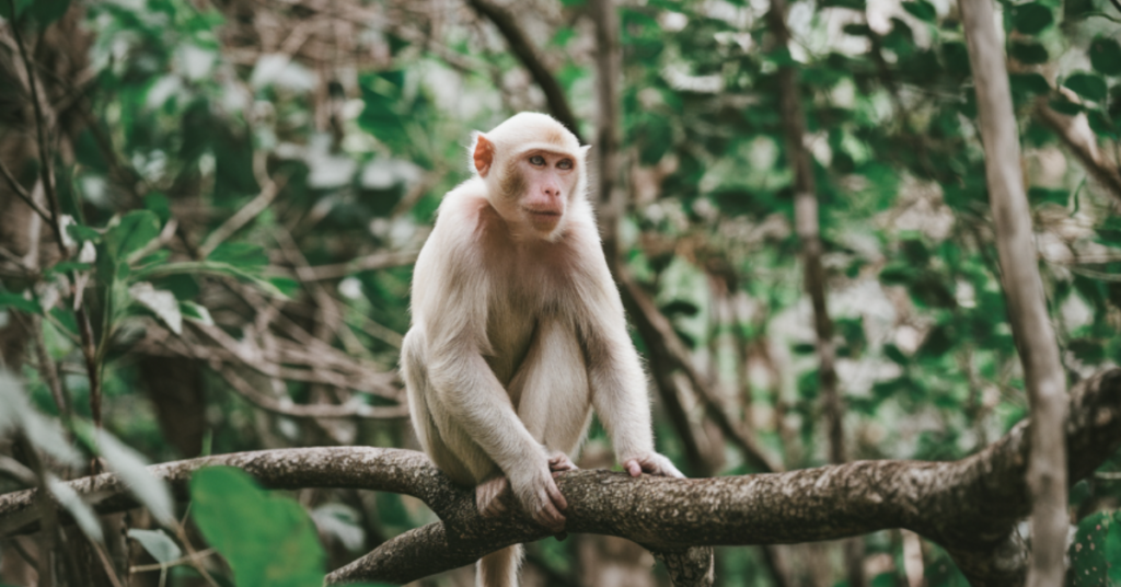 albino-monkey.net travel archives