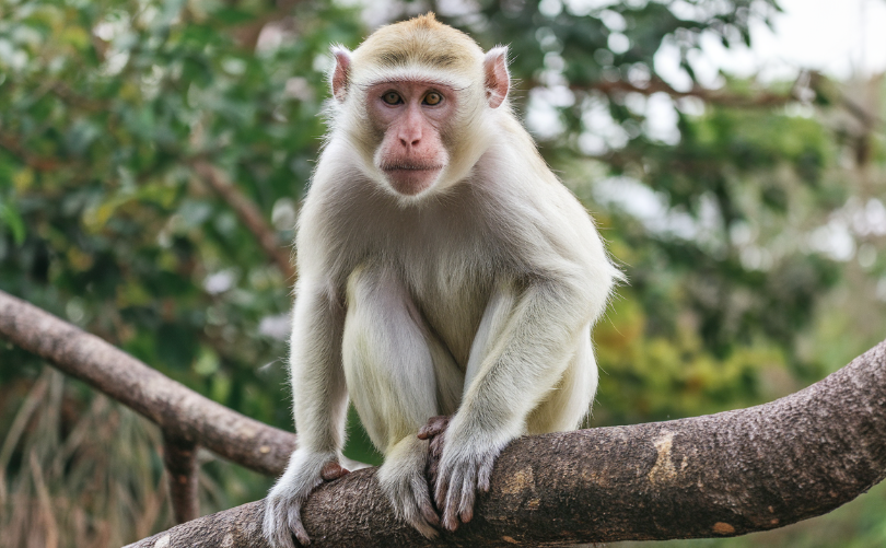 albino-monkey.net travel archives